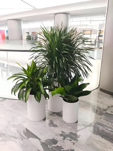 宁波慈溪花木出租设计，为你打造独特空间